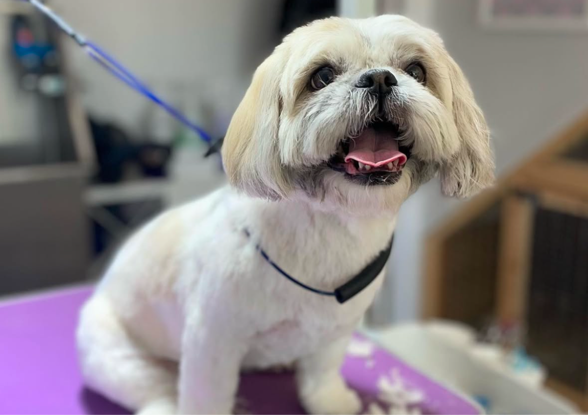 Shih tzu Full groom 