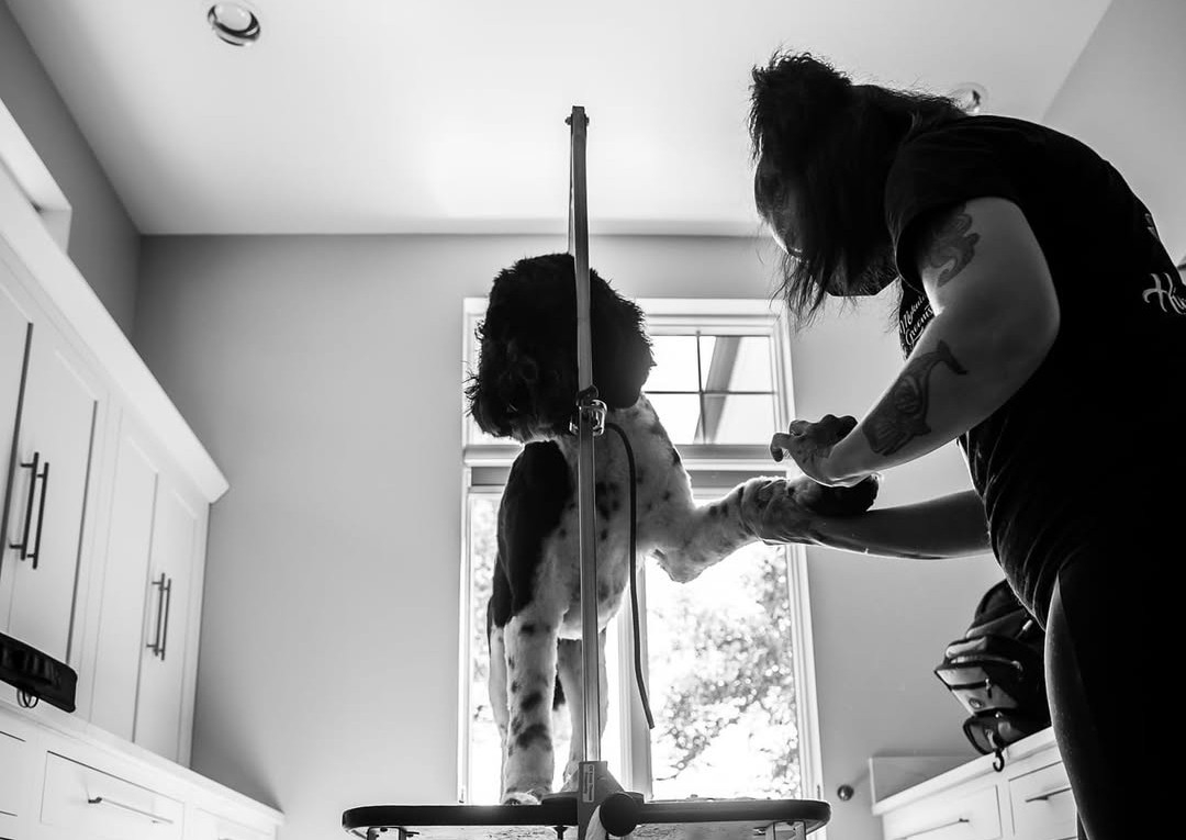 Poodles/Oodles.Mixes