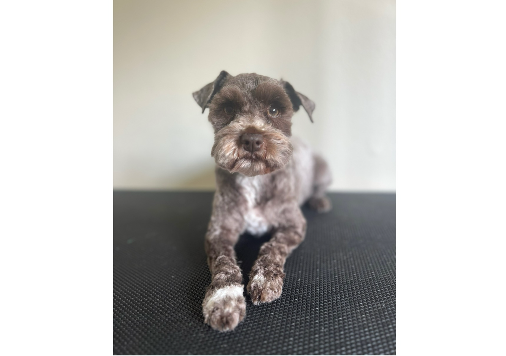 Full Groom: Medium Breed 21-40lb