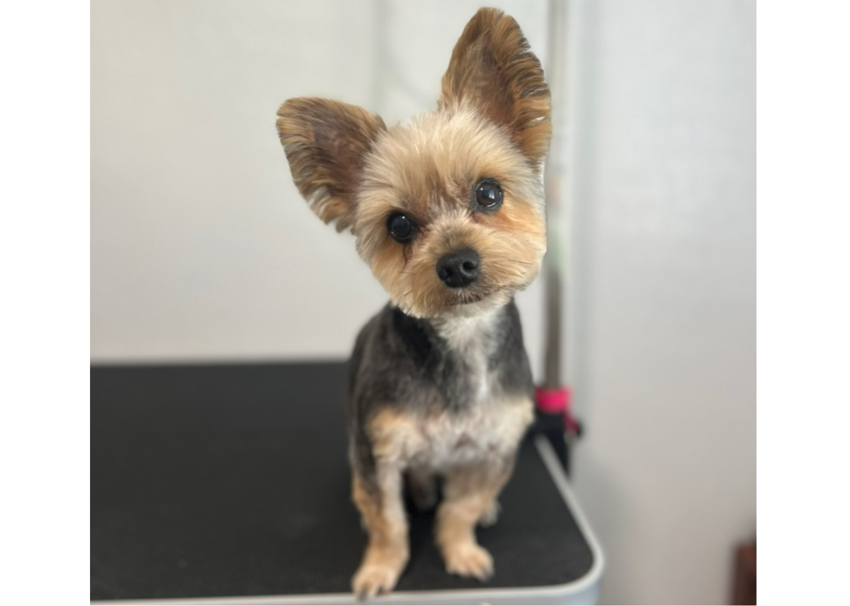 Full Groom: Small Breed 0-20lb