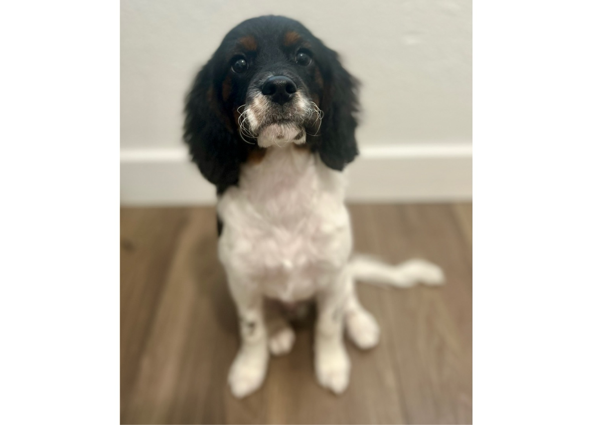 Intro to Grooming for Puppies