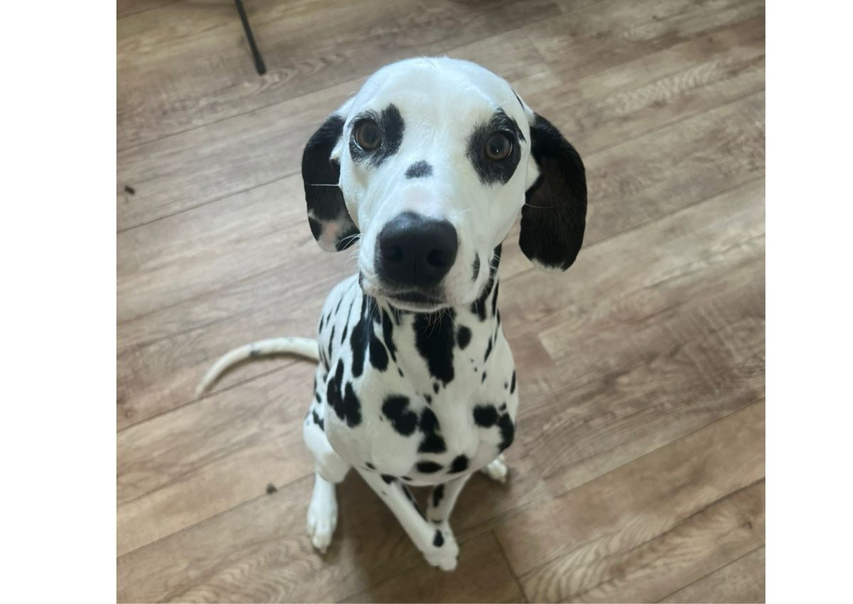 Basic Groom: Medium Breed 21-40lb