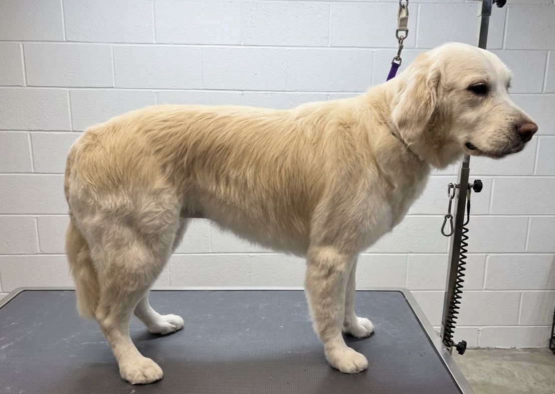 ✂️ Signature Silhouette Cut