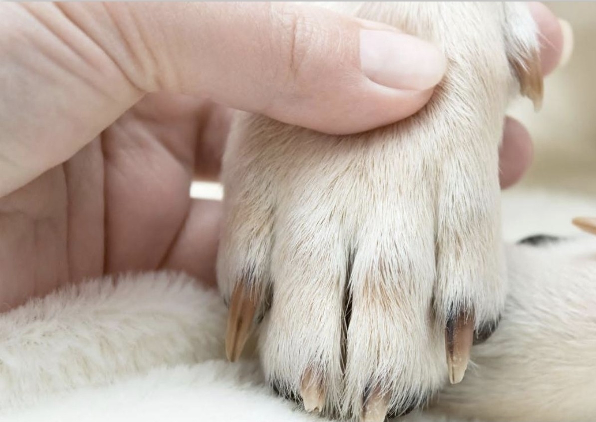 Nail Trim 