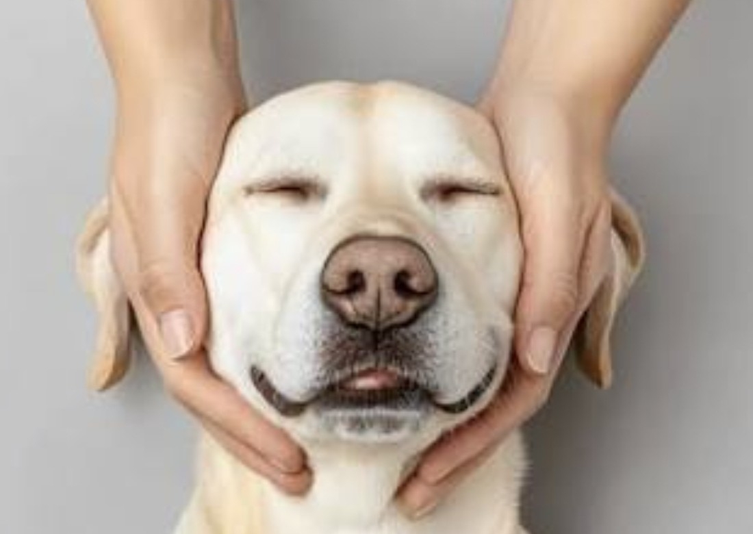 Canine massage