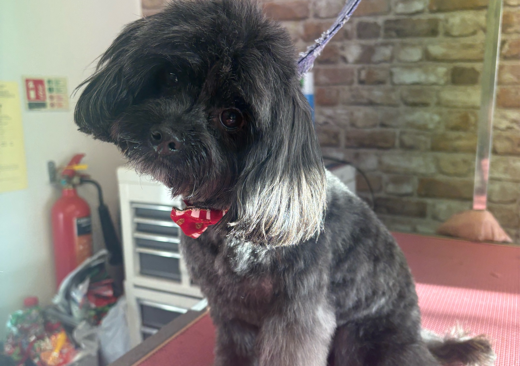 Fullgroom (Small breed - long haired)