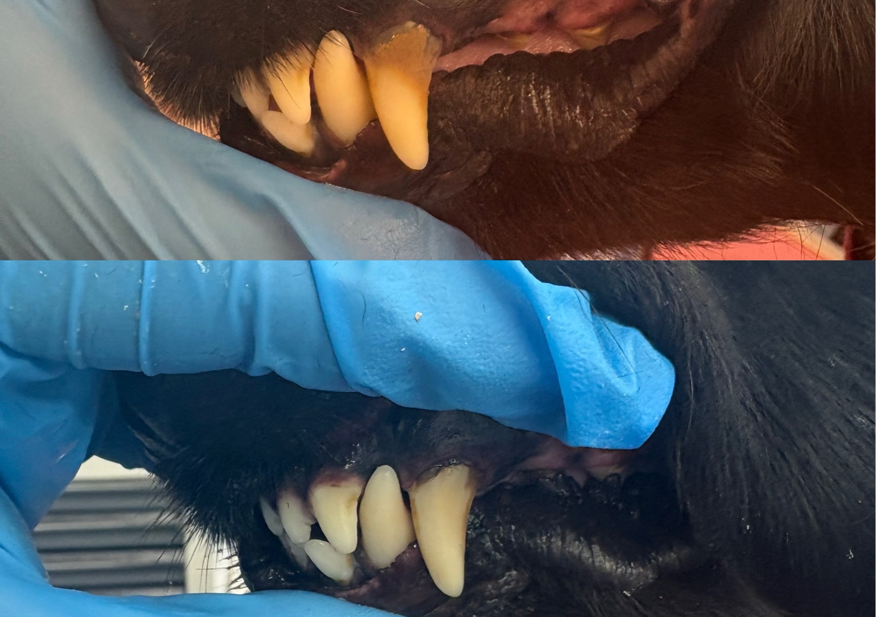 Emmi-pet maintenance teeth clean
