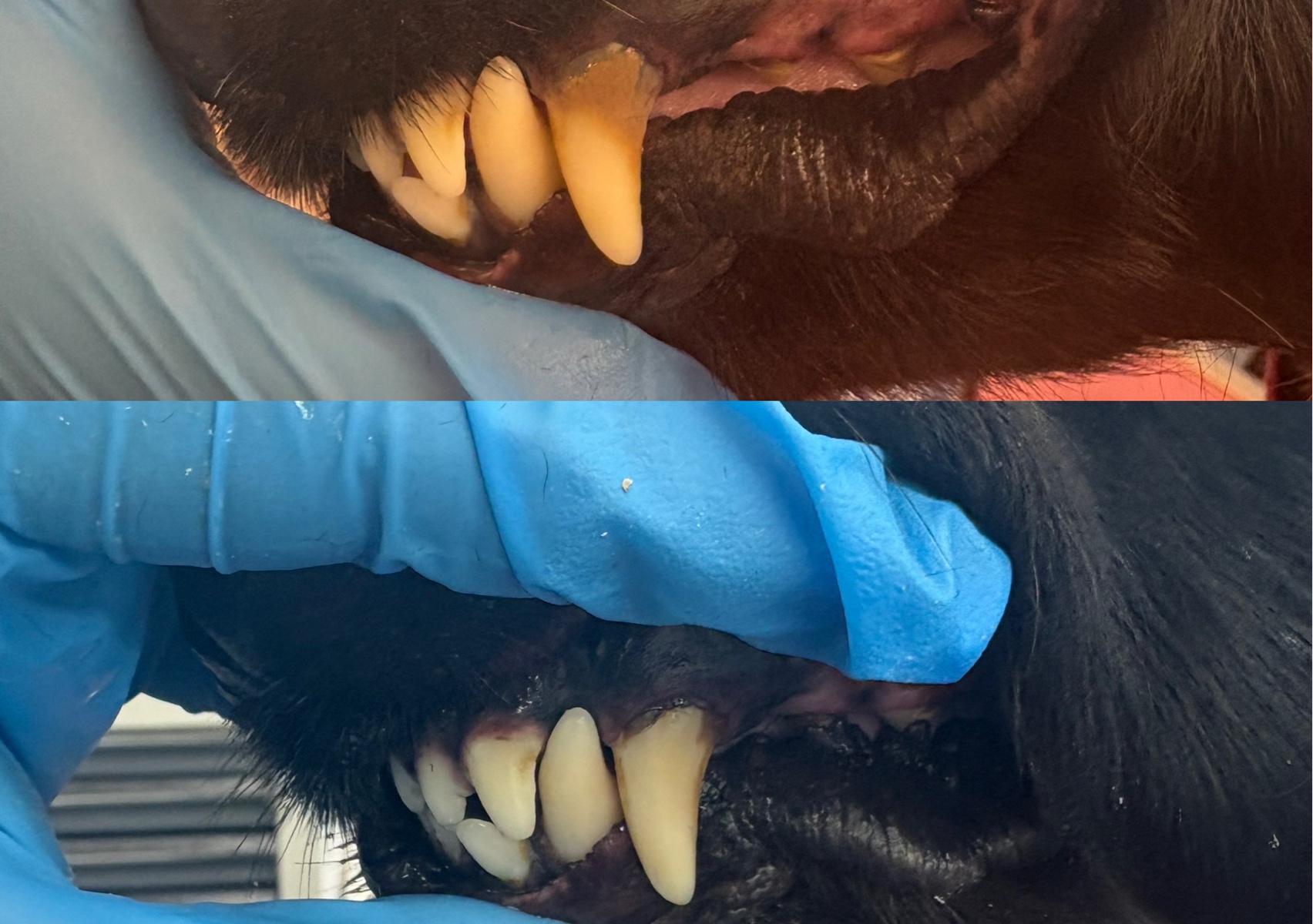 (First session) Emmi-pet ultrasonic teeth cleaning