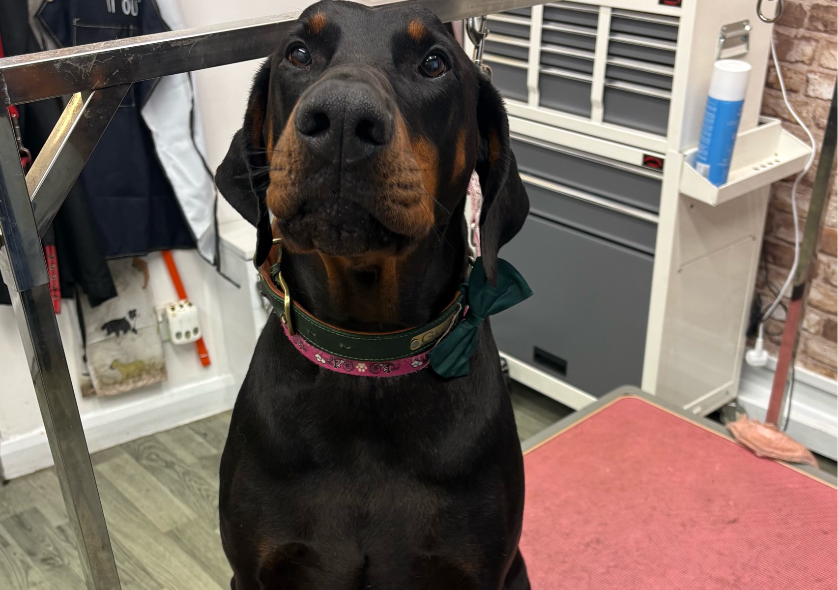 Fullgroom (X Large Short haired)