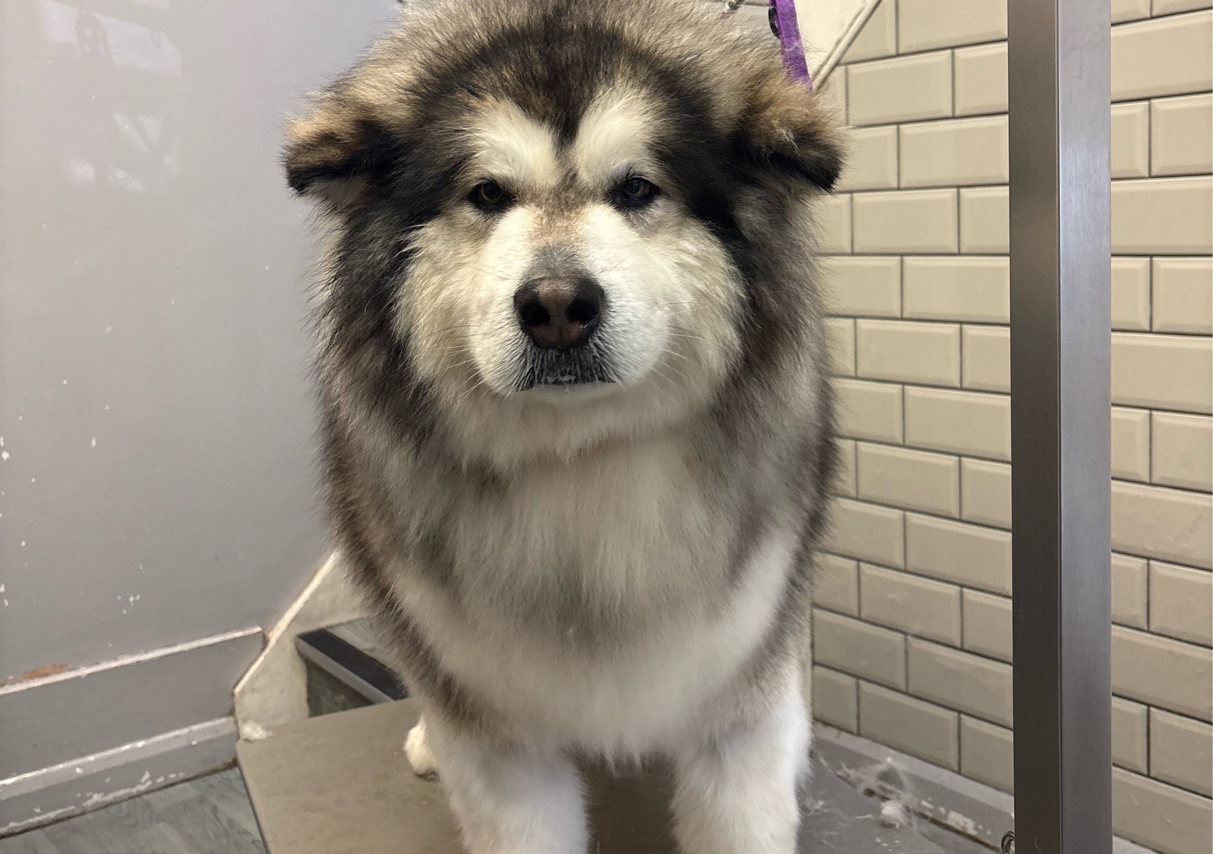 Fullgroom (X large - long haired)