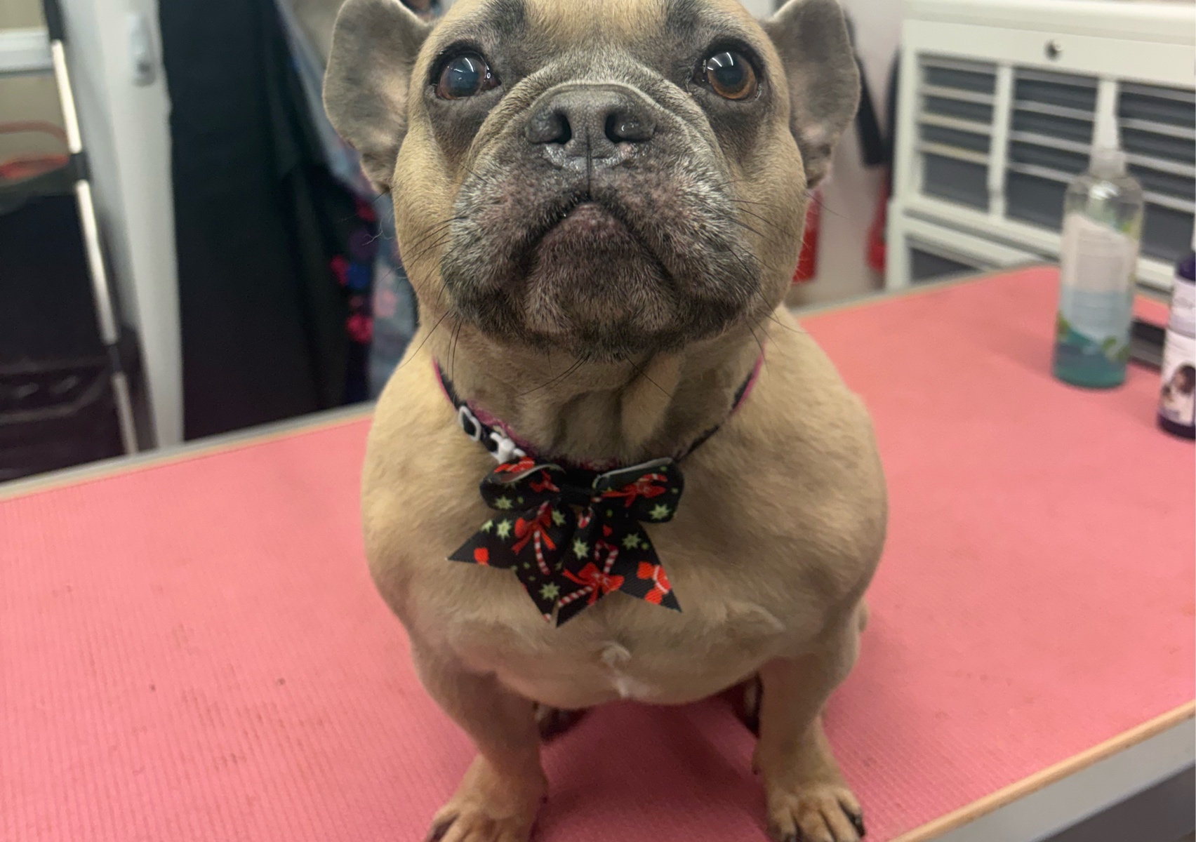 Fullgroom (Small Short haired)
