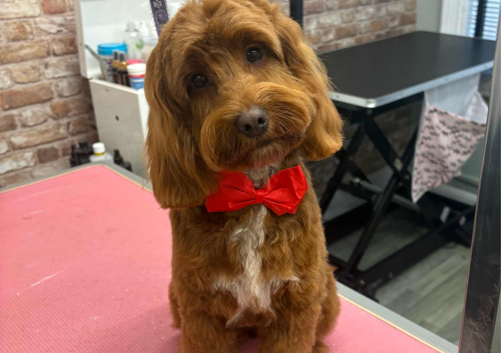 Fullgroom (Medium breed - long haired)