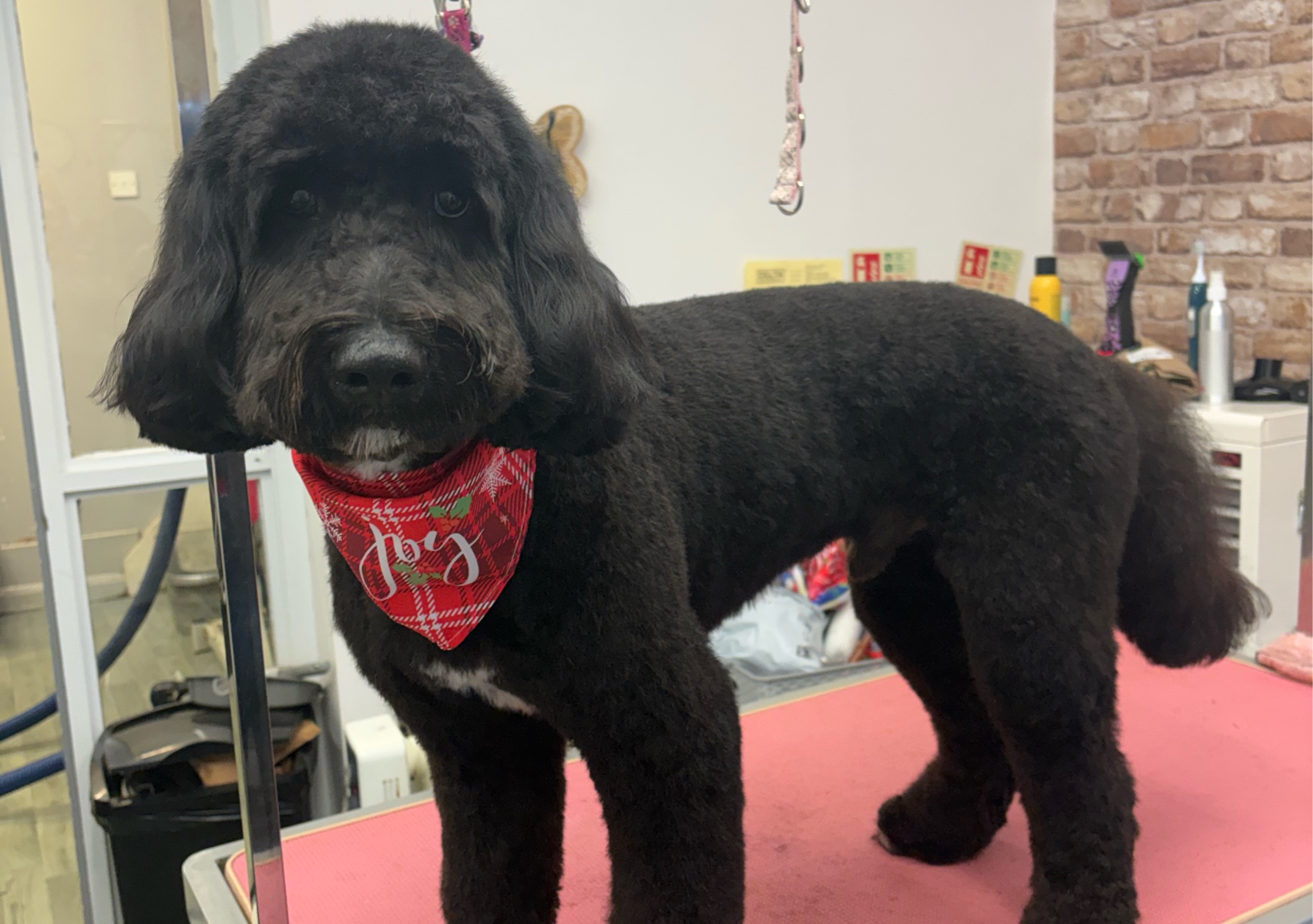 Fullgroom (Large breed - long haired