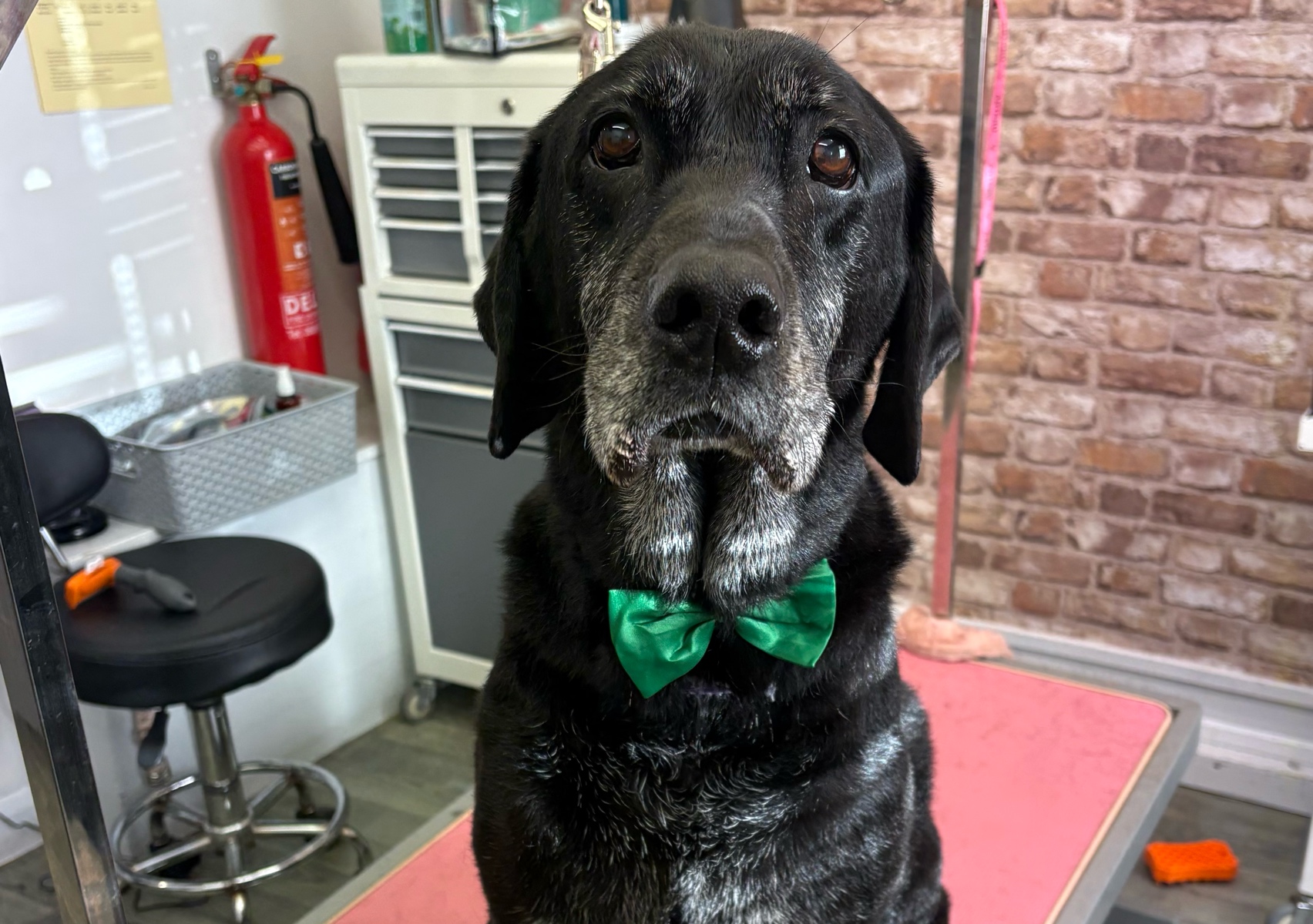 Fullgroom (Large shorthaired)