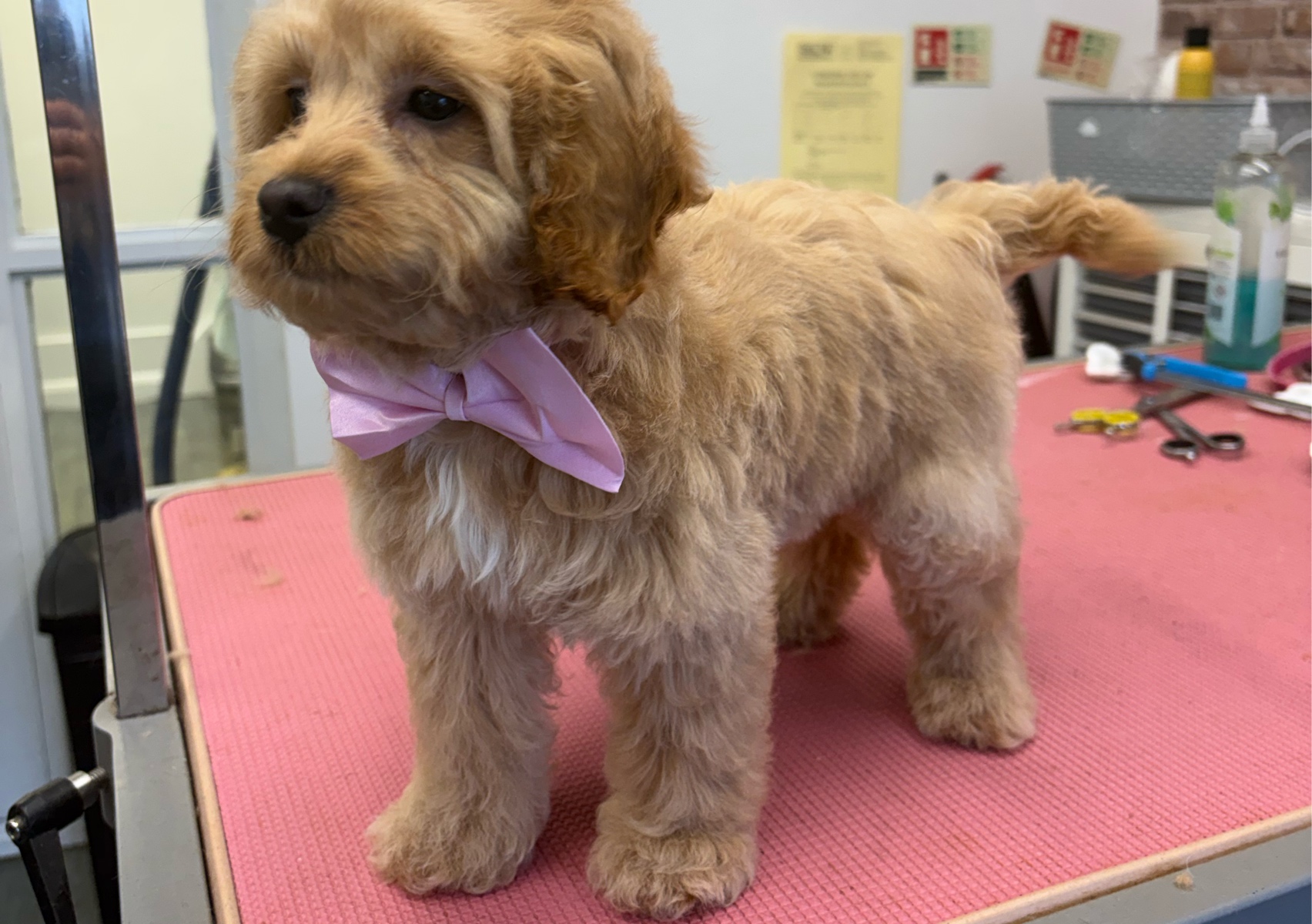 Puppy Groom (Up to 6 months old)