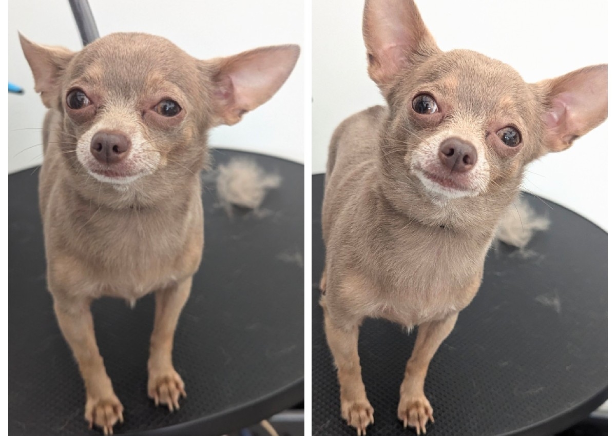 Chihuahua - Full Grooming 