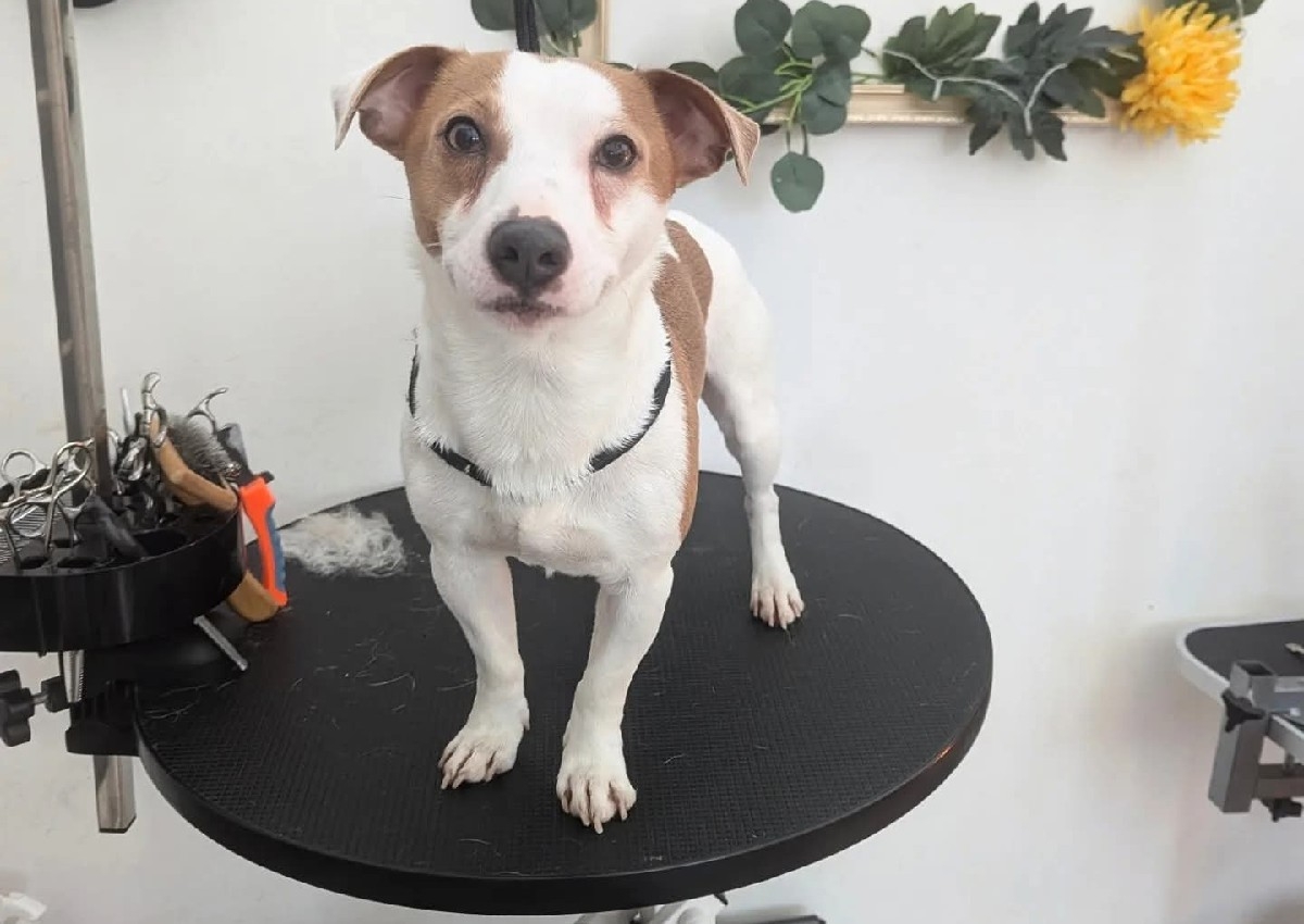 Jack Russell Terrier - Full Grooming 