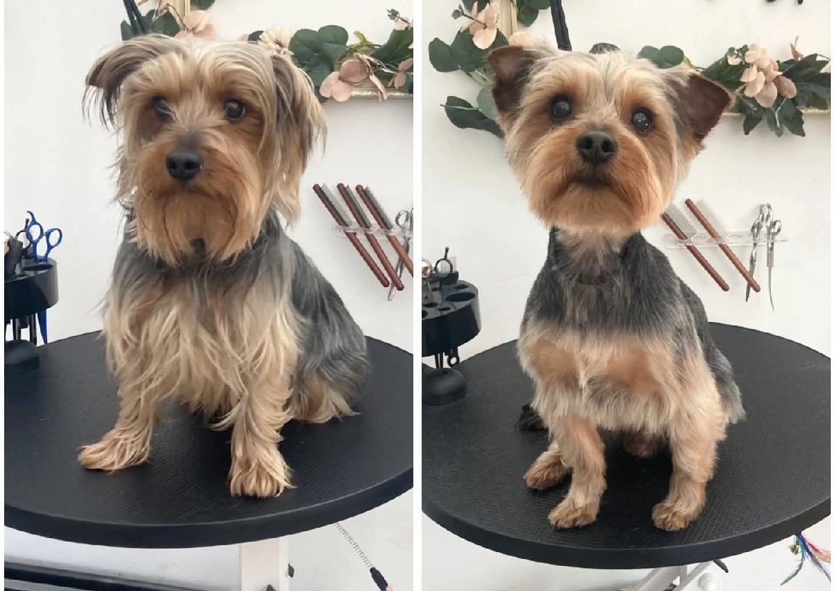 Yorkie - Full Grooming 