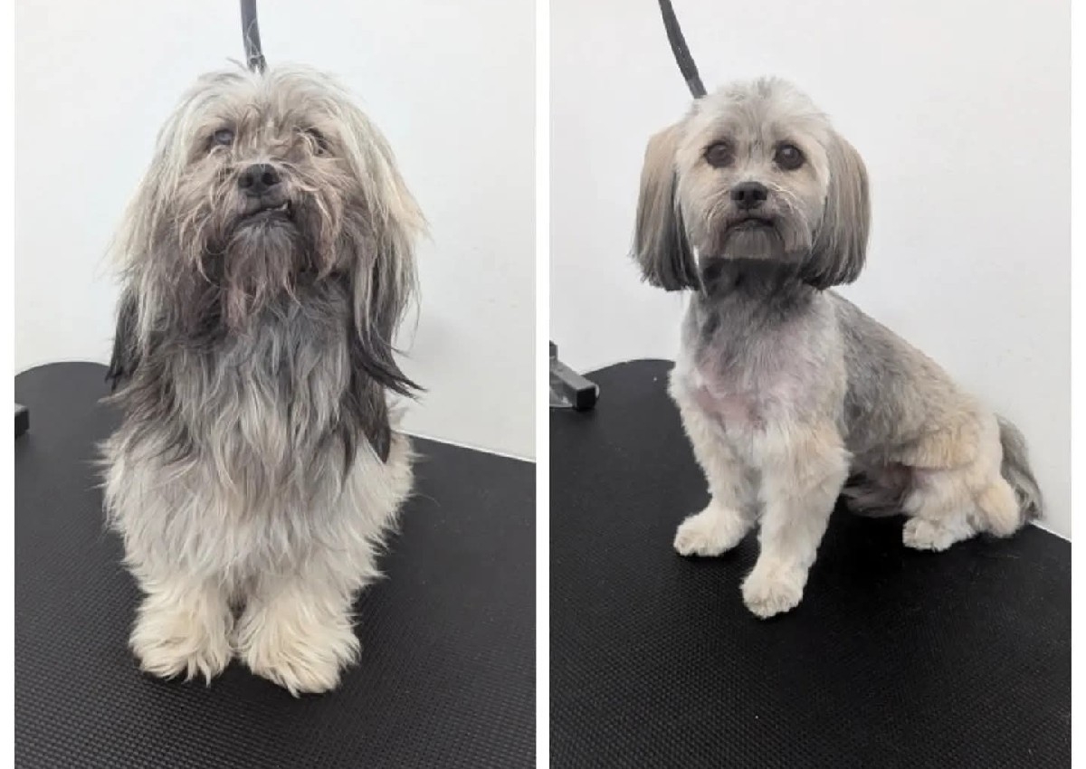 Lhasa Apso - Full Grooming 
