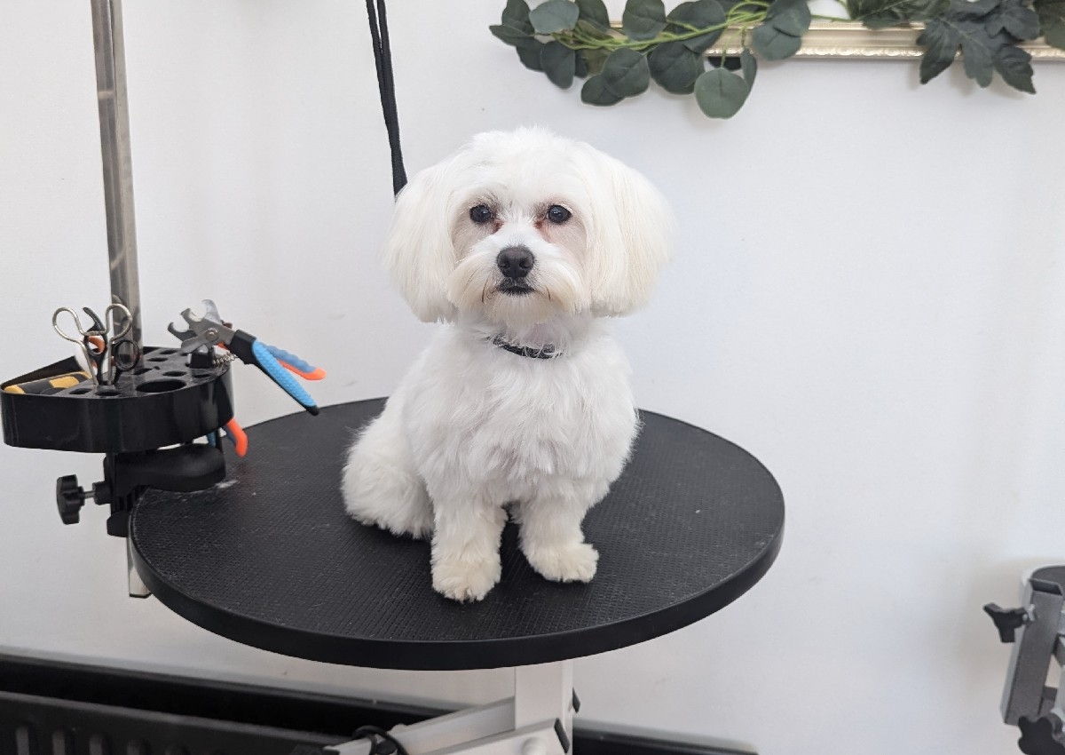Maltese Doggie - Full Grooming 