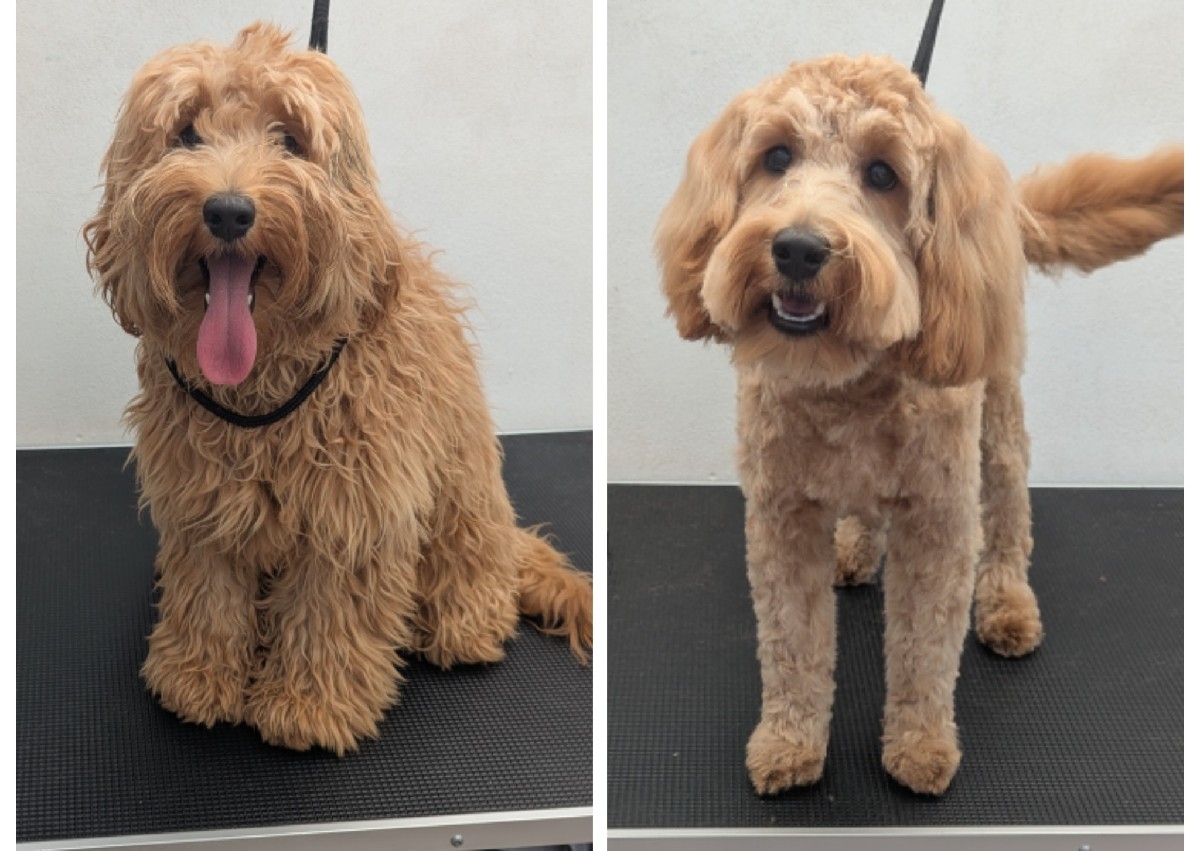 Cockapoo - Medium size