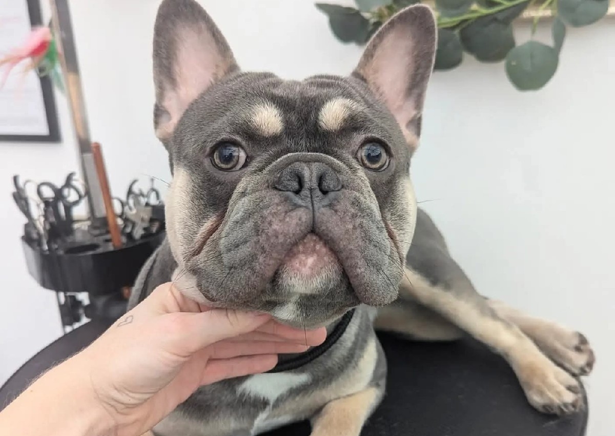 French Bulldog - Full Grooming 