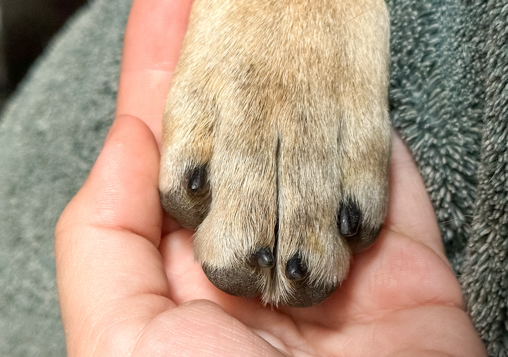 Paw-dicure (Nails)