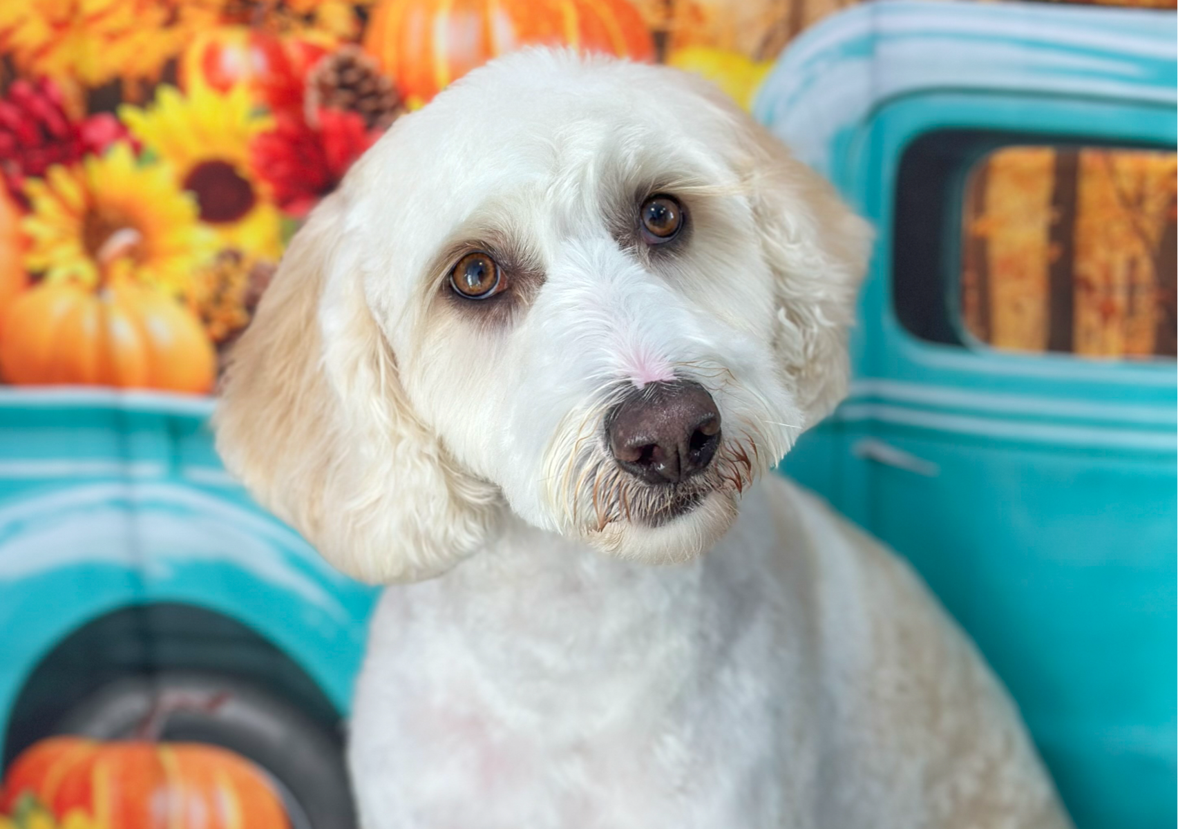 Full Service Groom- Medium