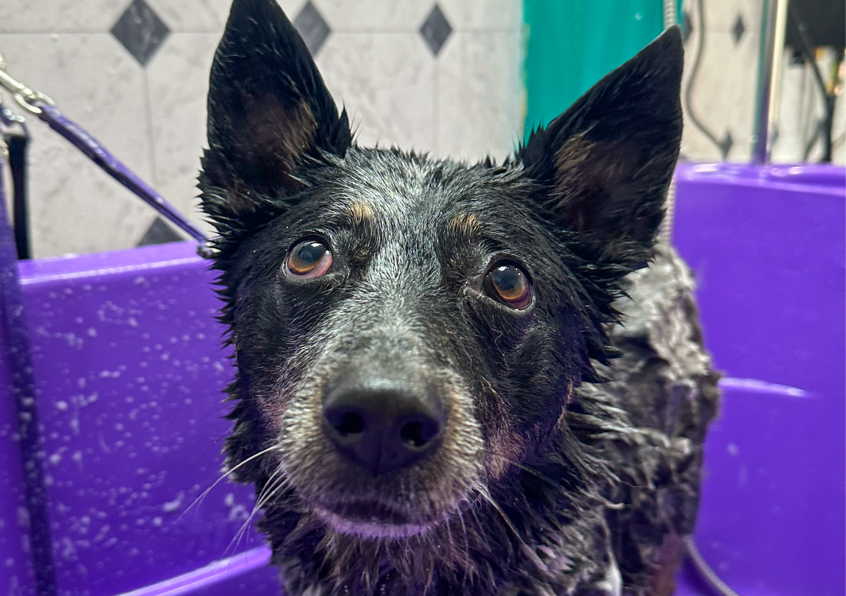 Bath Service- Medium