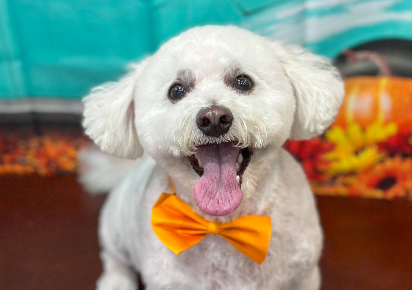 Full Service Groom- Small 