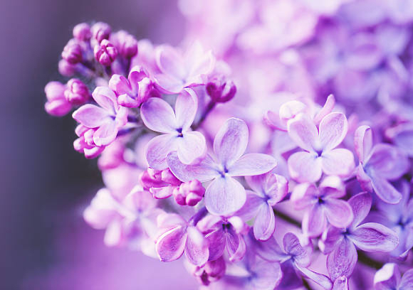 💜 Lilac Scented Cuticle Oil