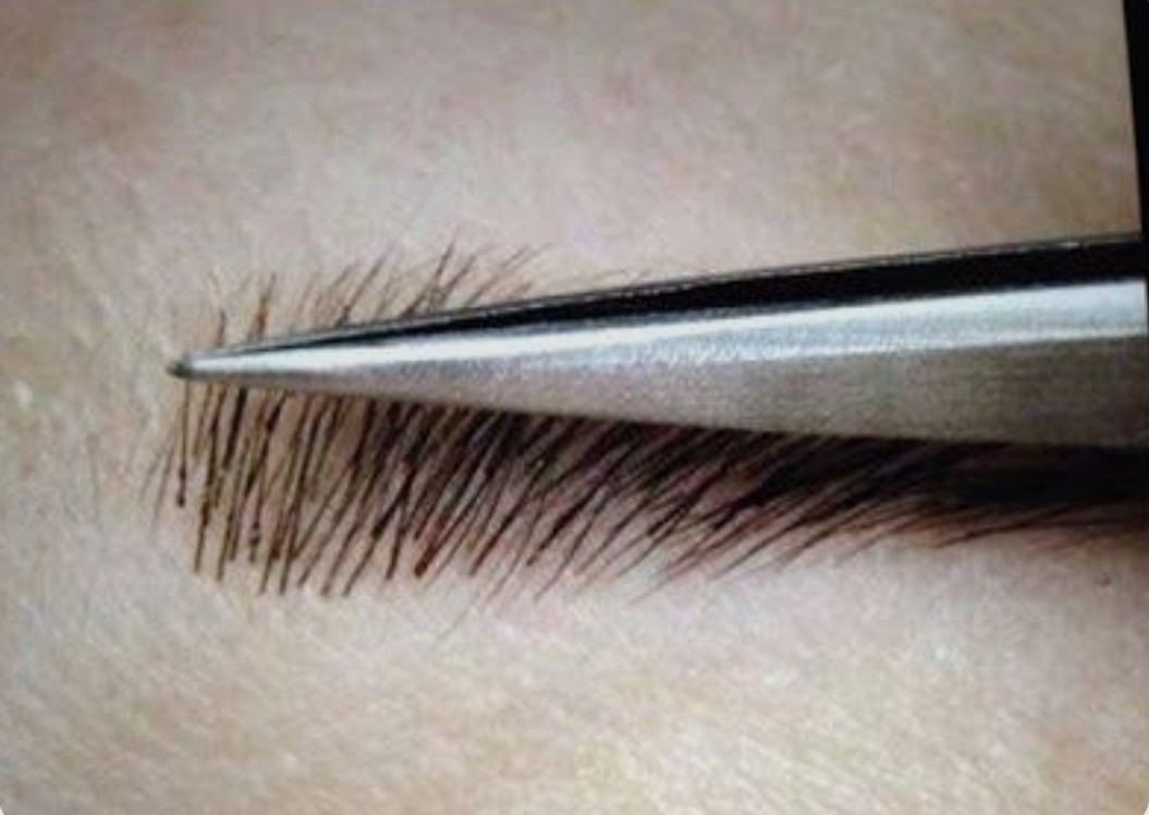 Extensiones de cejas 