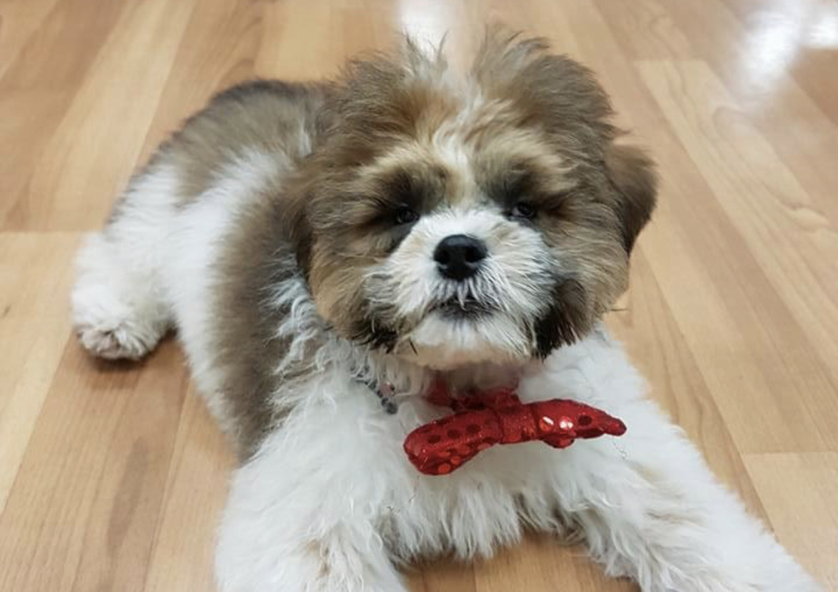 Puppy Grooming Session (All breeds and sizes) (2/4)