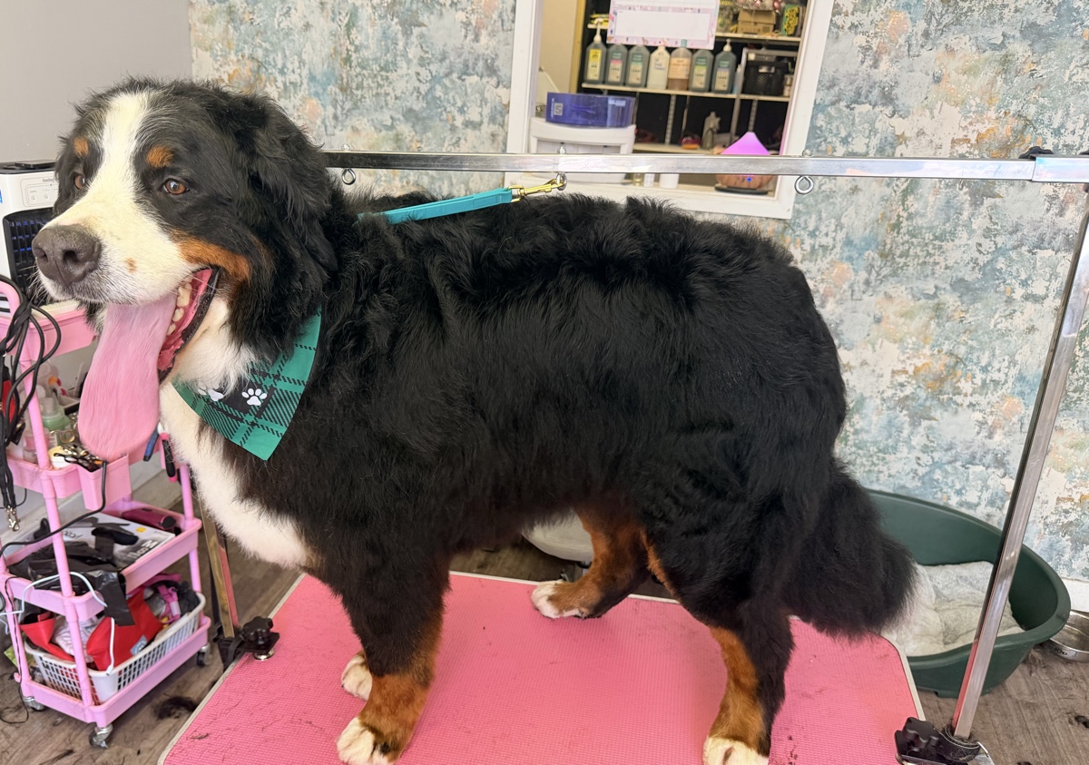 De shedding (Spa Treatment upgrade.) (4/5)