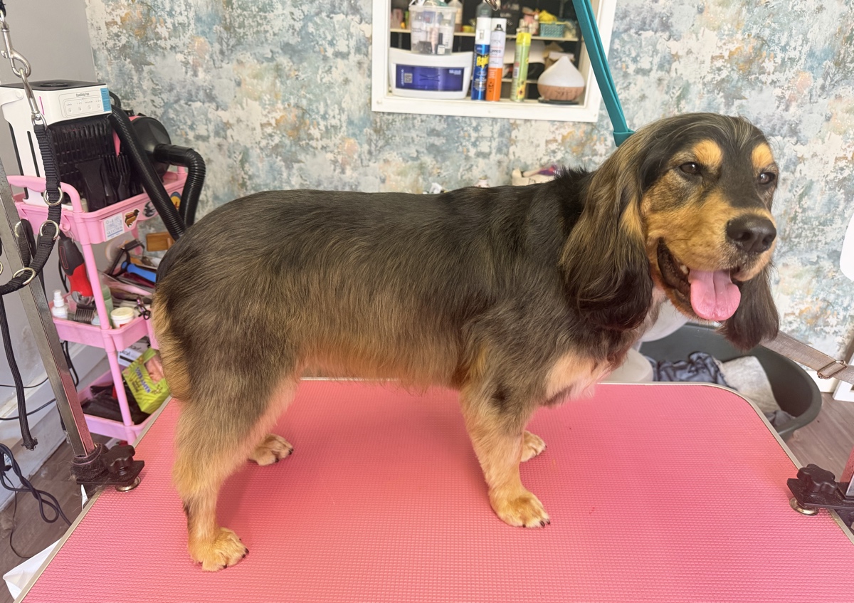 Hand stripping Session ( For natural wire coats / Spaniels etc)  (2/2)
