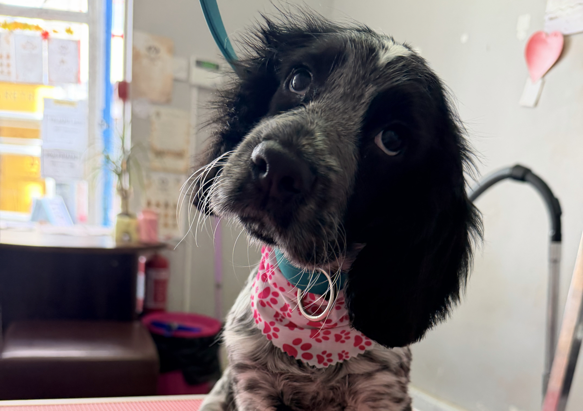 Puppy Grooming Session (All breeds and sizes) (1/4)