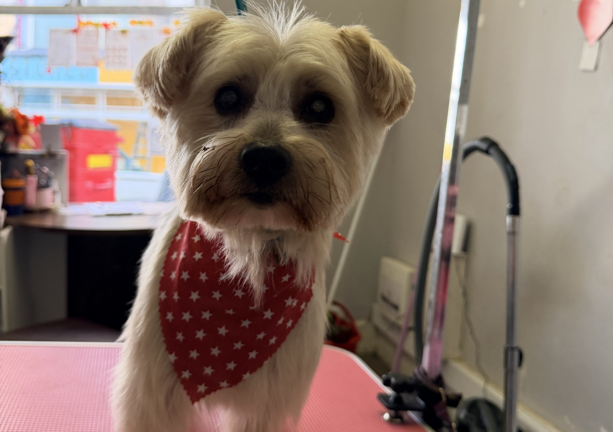 Mini Groom Session (1/3)