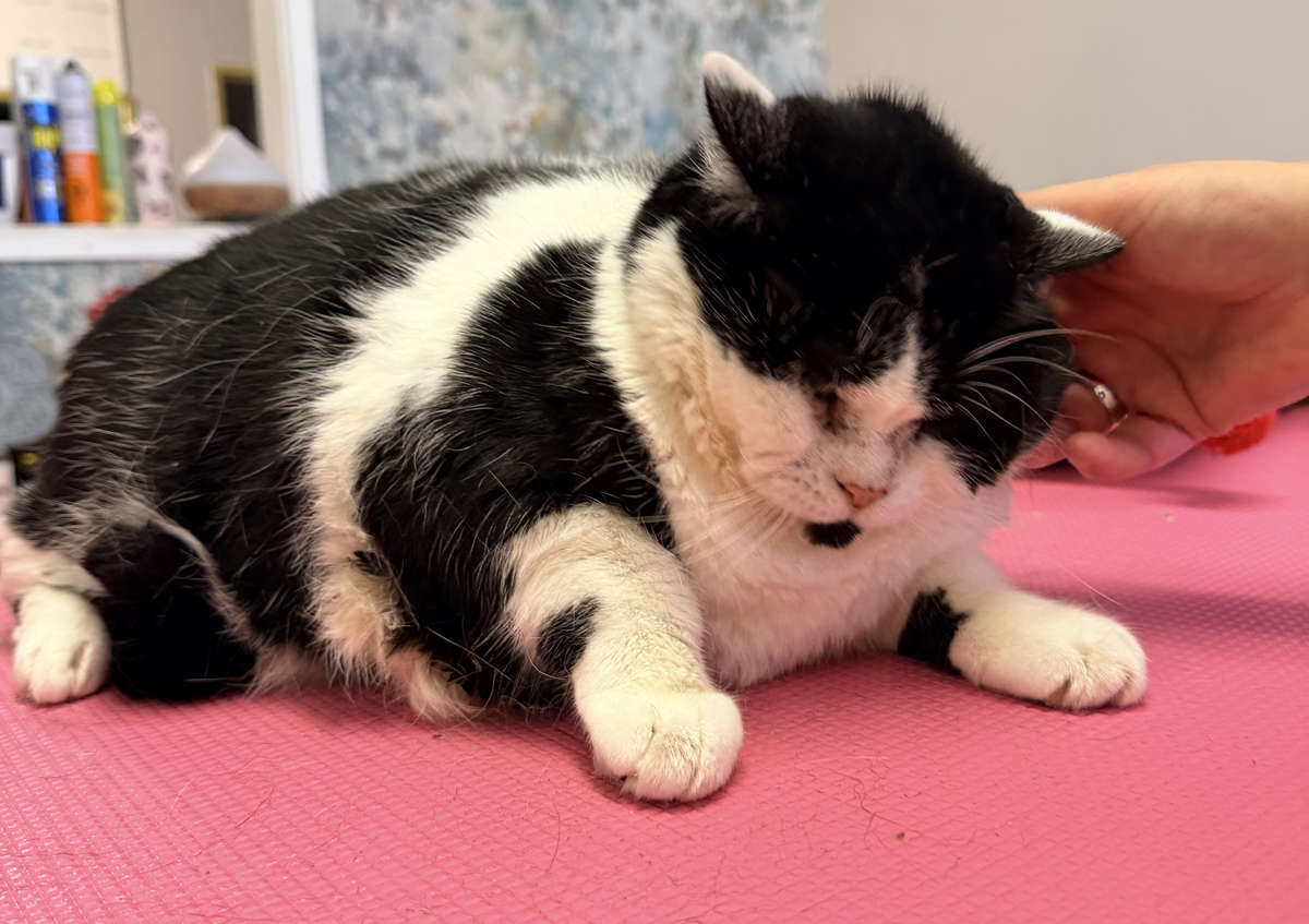 Cats Nail Clipping (2/4)