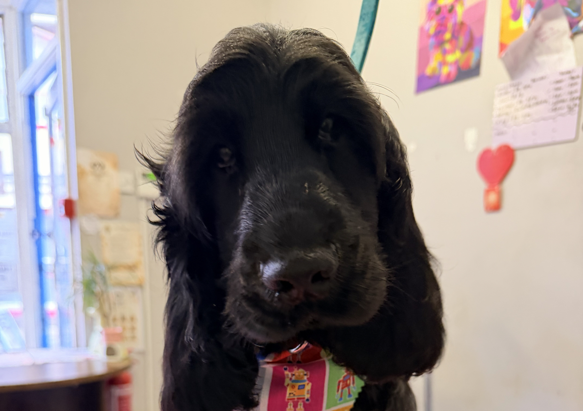 Puppy Grooming Session (All breeds and sizes) (3/4)