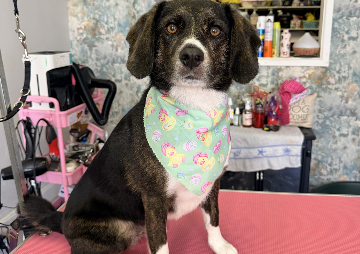 Short Coat Full Grooming (For short/ smooth coated breeds.) (2/5)