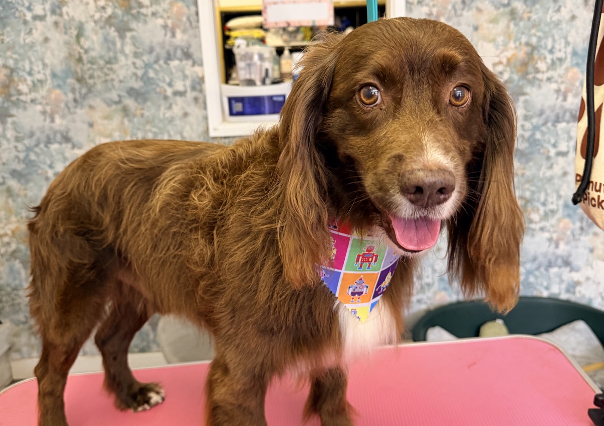 Bath, Blowdry and Brush Session (ONLY no haircut) (2/5)