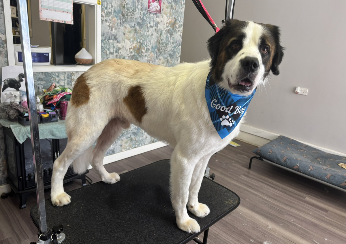 De shedding (Spa Treatment upgrade.) (3/5)