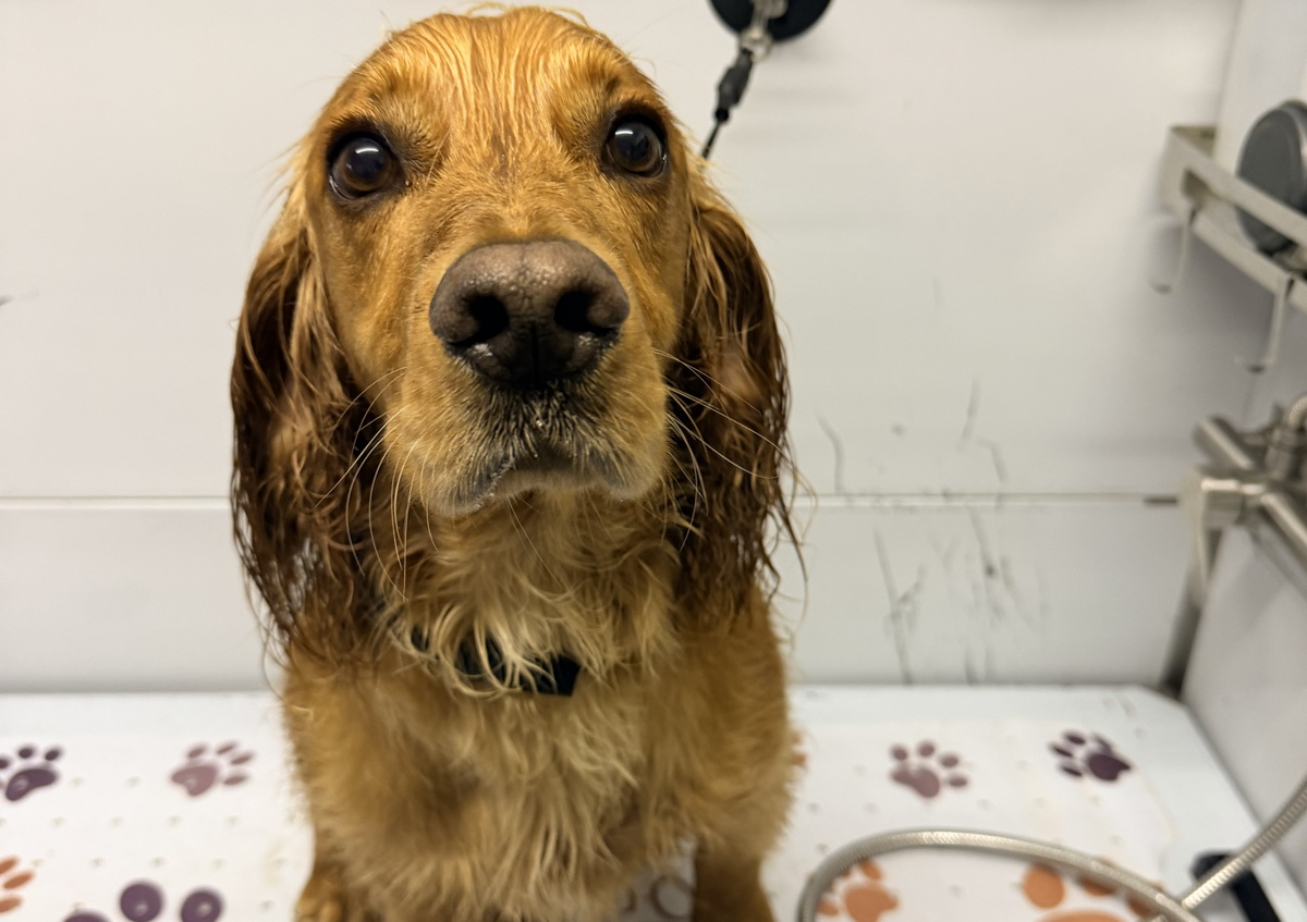 Bath, Blowdry and Brush Session (ONLY no haircut) (4/5)