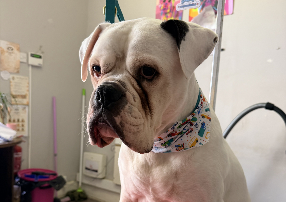 Short Coat Full Grooming (For short/ smooth coated breeds.) (1/5)
