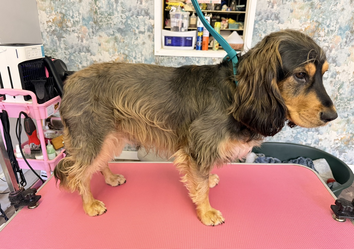 Hand stripping Session ( For natural wire coats / Spaniels etc)  (1/2)