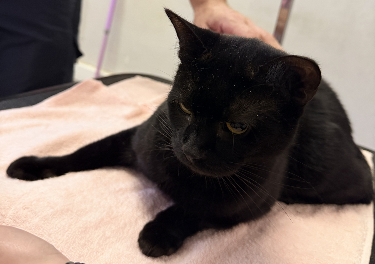 Cats Nail Clipping (1/4)