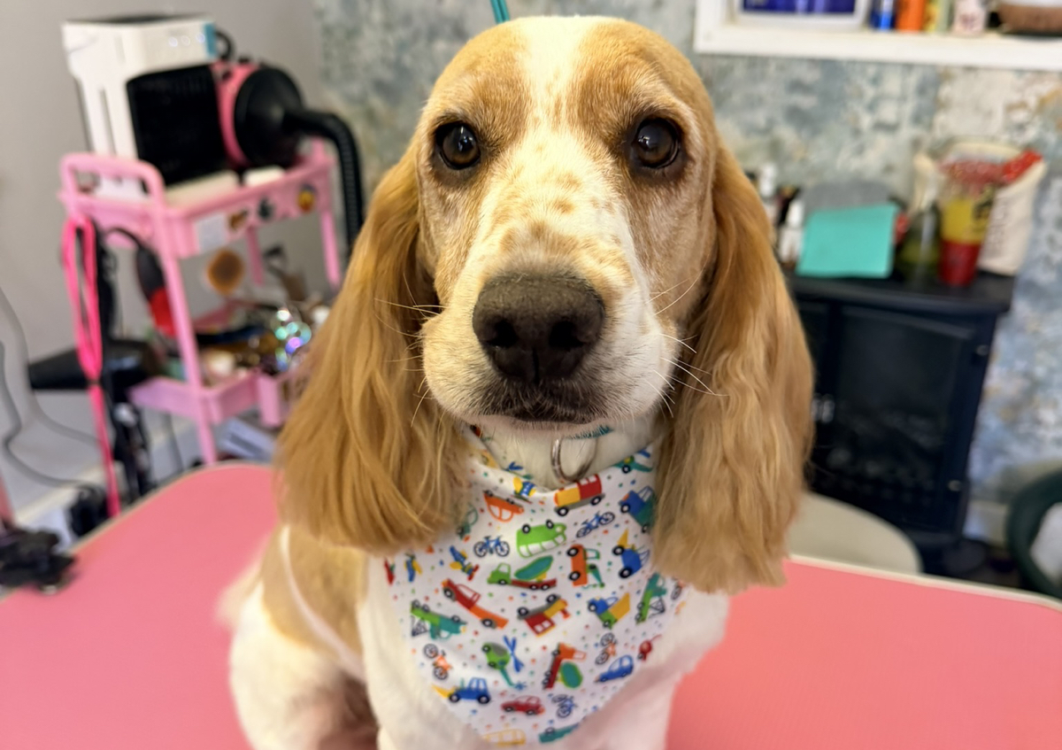 Full Grooming Session (Long coated breeds that require a hair cut) (3/5)