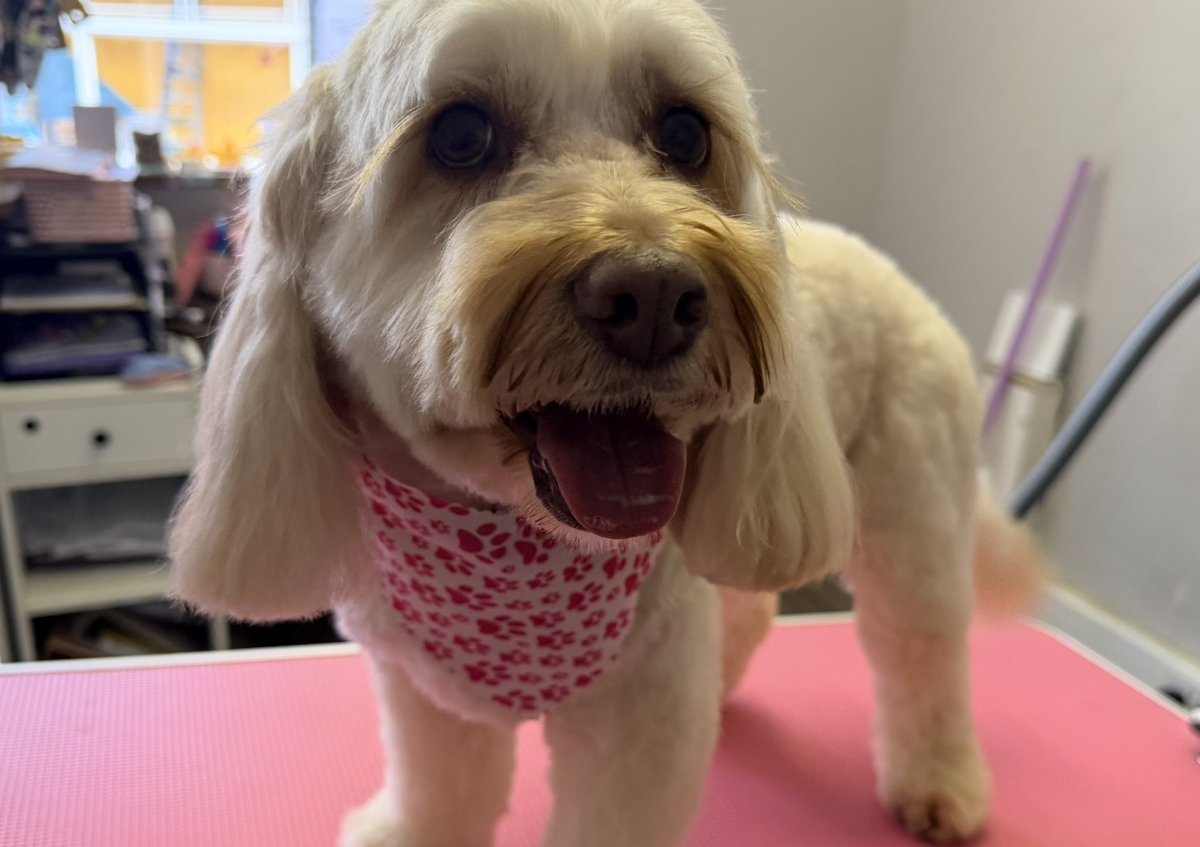 Mini Groom Session (3/3)