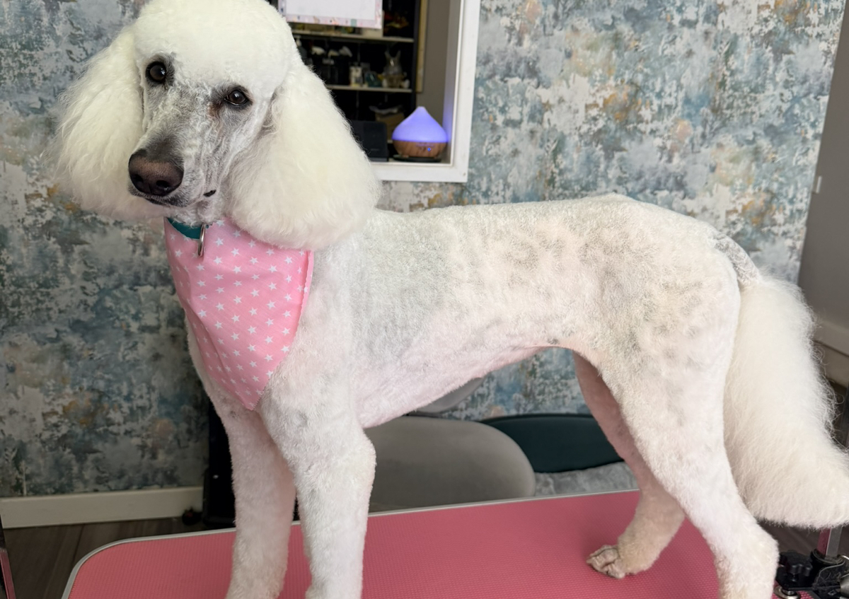 Full Grooming Session (Long coated breeds that require a hair cut) (1/5)