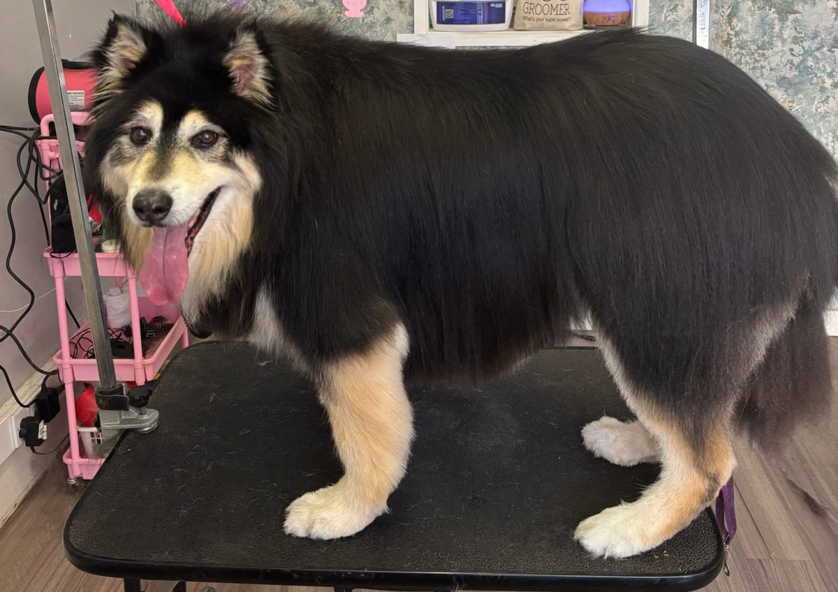 Full Grooming Session (Long coated breeds that require a hair cut) (5/5)